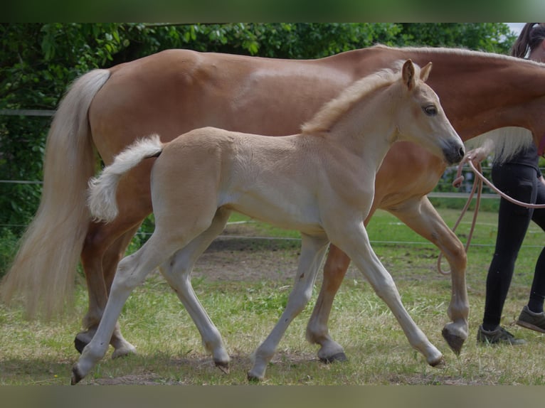 Haflinger Hengst Veulen (03/2025) 152 cm Vos in Wellerlooi