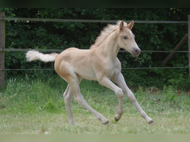 Haflinger Hengst Veulen (03/2025) 152 cm Vos in Wellerlooi