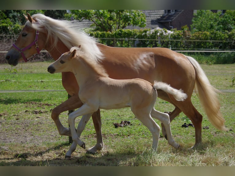 Haflinger Hengst Veulen (03/2025) 152 cm Vos in Wellerlooi