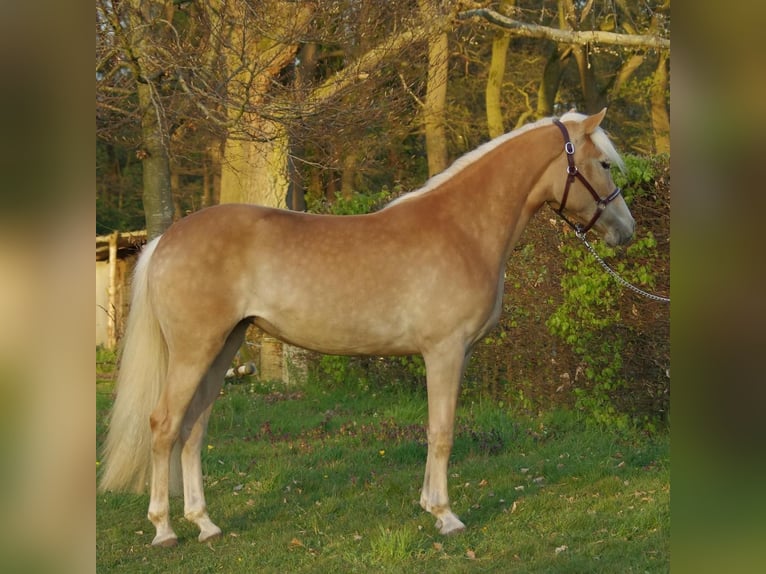 Haflinger Hengst Veulen (03/2025) 152 cm Vos in Wellerlooi