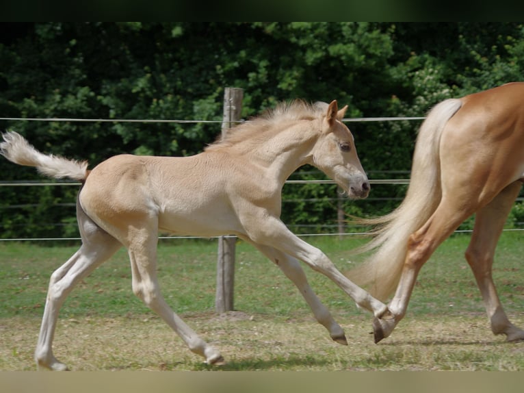 Haflinger Hengst Veulen (03/2025) 152 cm Vos in Wellerlooi