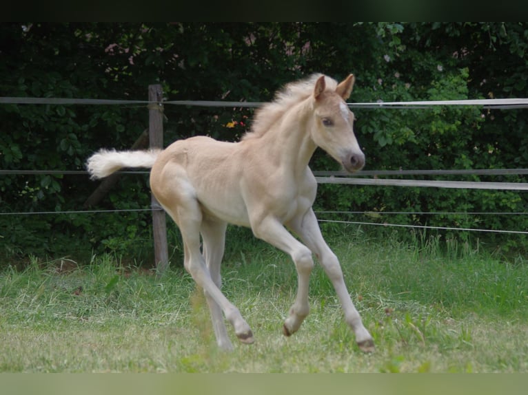 Haflinger Hengst Veulen (03/2025) 152 cm Vos in Wellerlooi