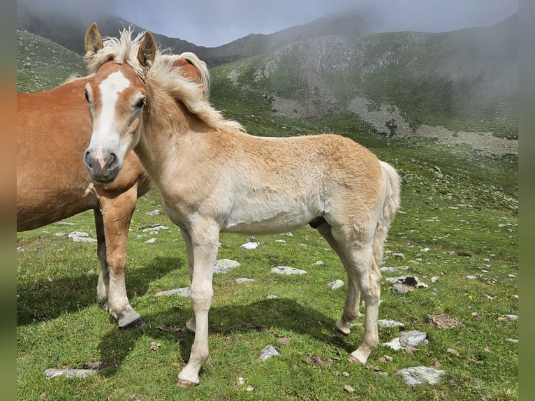 Haflinger Hengst veulen (03/2024) 153 cm in Ulten