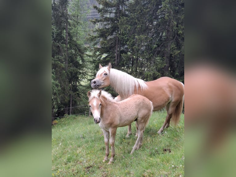 Haflinger Hengst Veulen (03/2026) 153 cm Vos in Nauders