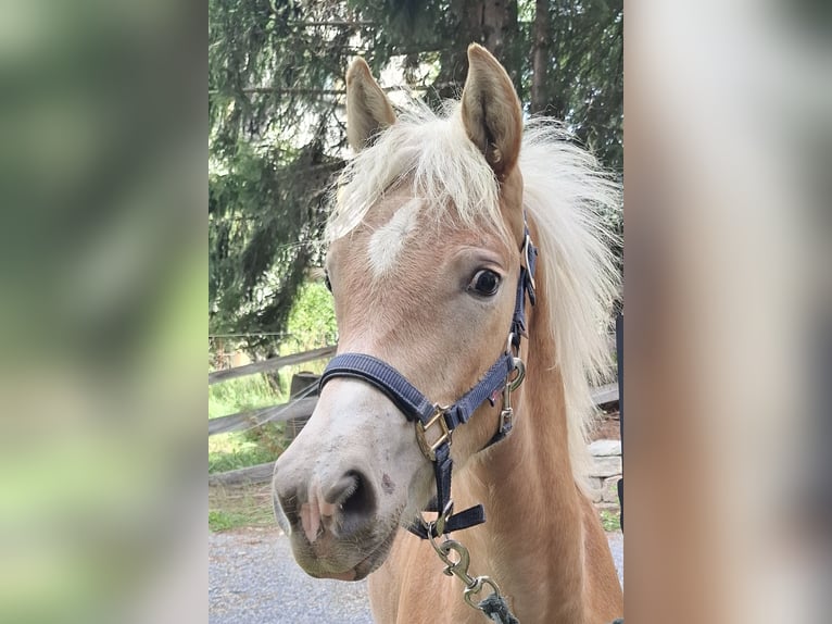 Haflinger Hengst Veulen (03/2026) 153 cm Vos in Nauders