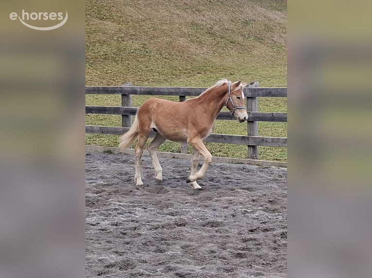 Haflinger Hengst Veulen (03/2026) 155 cm Falbe in Nauders