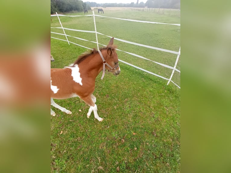 Haflinger Mix Hengst Veulen (06/2025) 155 cm Gevlekt-paard in Hamm