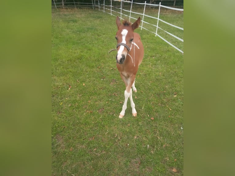 Haflinger Mix Hengst Veulen (06/2025) 155 cm Gevlekt-paard in Hamm