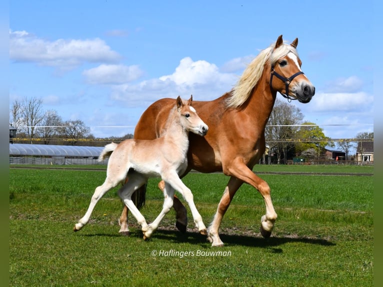 Haflinger Hengst Veulen (03/2026) 155 cm Vos in Emmen