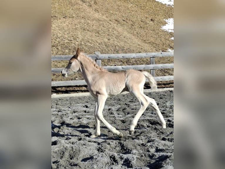 Haflinger Hengst Veulen (03/2026) 155 cm Vos in Nauders
