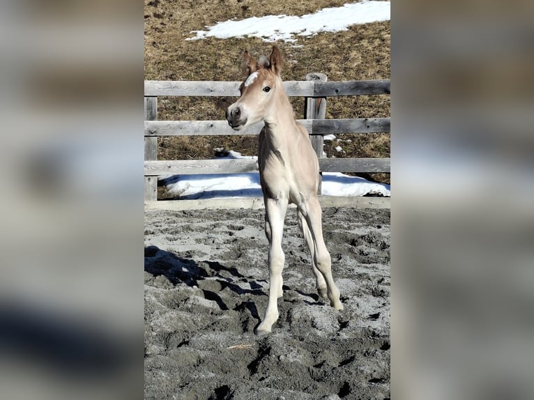 Haflinger Hengst Veulen (03/2026) 155 cm Vos in Nauders