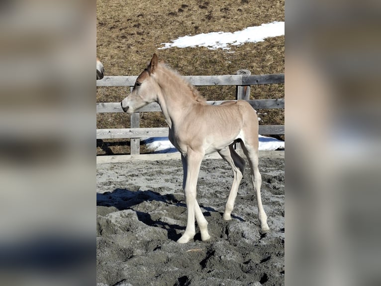 Haflinger Hengst Veulen (03/2026) 155 cm Vos in Nauders