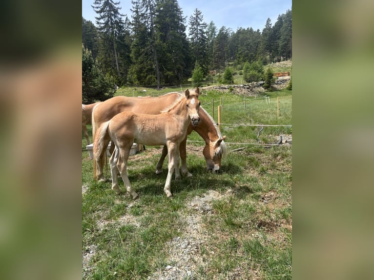 Haflinger Hengst Veulen (03/2026) 155 cm Vos in Nauders