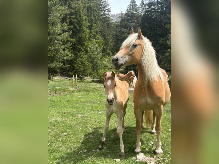 Haflinger Hengst Veulen (03/2026) 155 cm Vos in Nauders