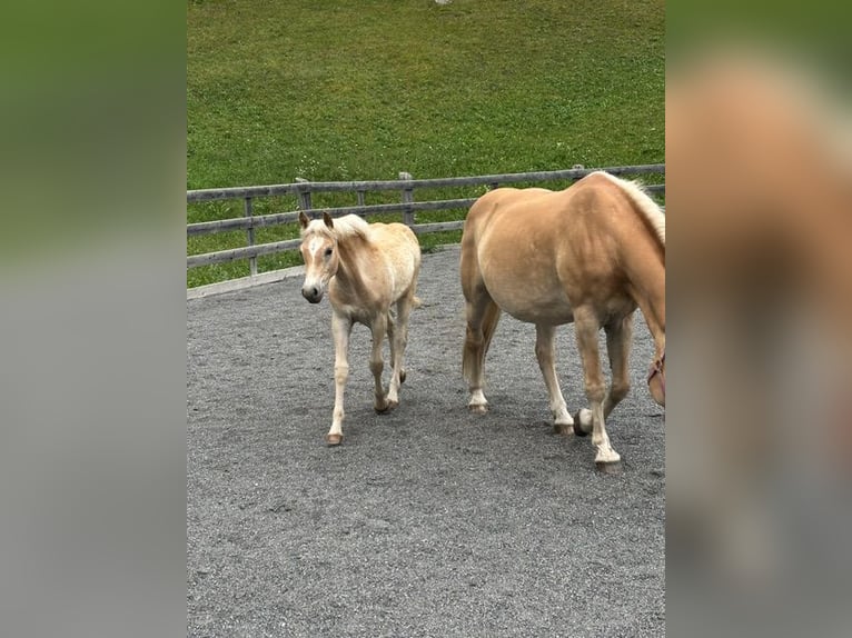 Haflinger Hengst Veulen (03/2026) 155 cm Vos in Nauders