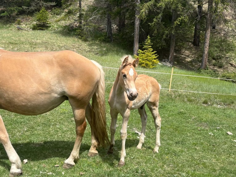 Haflinger Hengst Veulen (03/2026) 155 cm Vos in Nauders