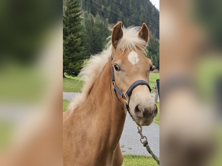 Haflinger Hengst Veulen (03/2026) 155 cm Vos in Nauders