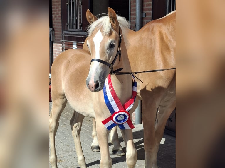 Haflinger Hengst Veulen (05/2025) in Halle
