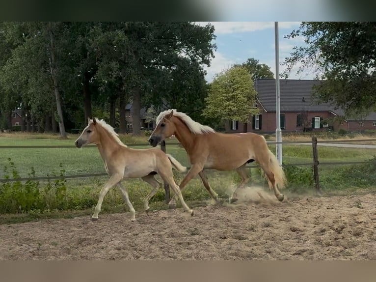 Haflinger Hengst Veulen (04/2026)  in Halle