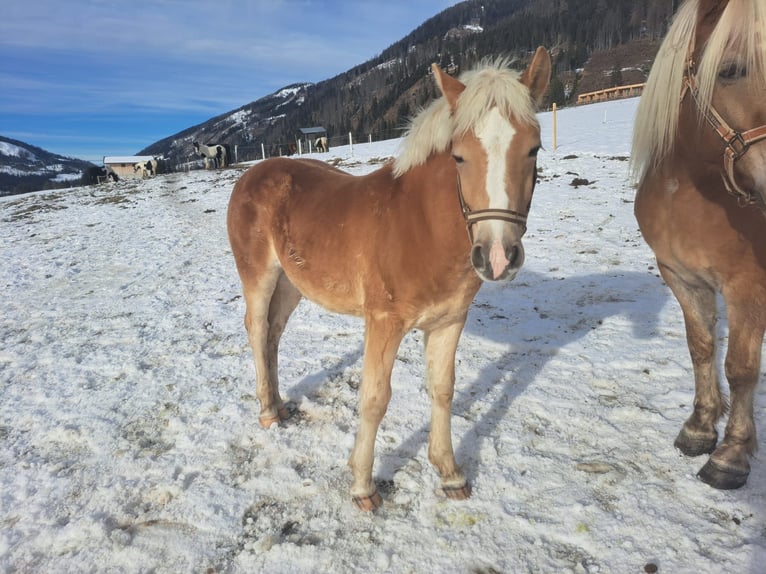 Haflinger Hengst Veulen (01/2025) in Obertilliach
