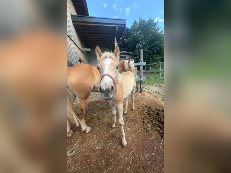 Haflinger Hengst Veulen (01/2026)  in Au