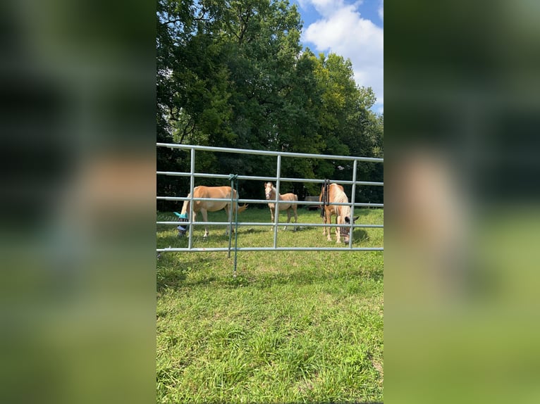 Haflinger Hengst veulen (04/2024) Lichtbruin in Boxberg