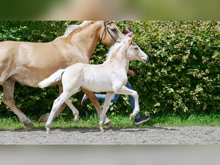 Haflinger Hengst veulen (01/2024) Palomino in Mönchengladbach