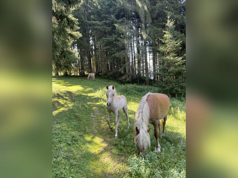 Haflinger Hengst Veulen (03/2026)  in Bad Hofgastein