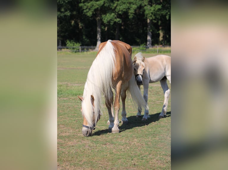 Haflinger Hengst Veulen (02/2026)  in Arcen