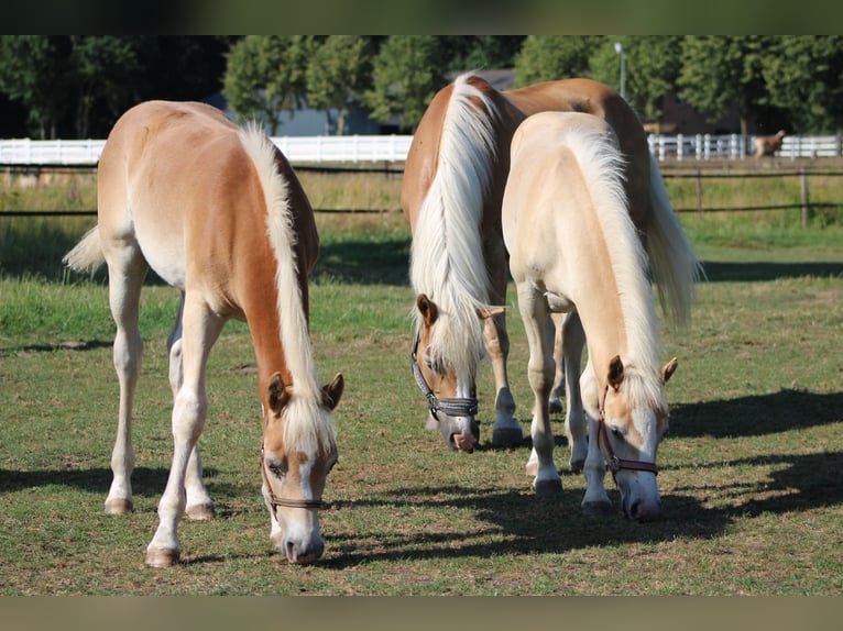 Haflinger Hengst Veulen (02/2026)  in Arcen