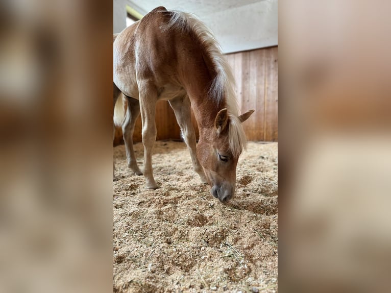 Haflinger Hengst Veulen (03/2026)  in Gschnitz