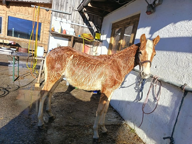 Haflinger Hengst Veulen (05/2025) in Ramsau im Zillertal