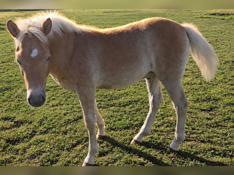 Haflinger Hengst Veulen (04/2026) Vos in Camburg