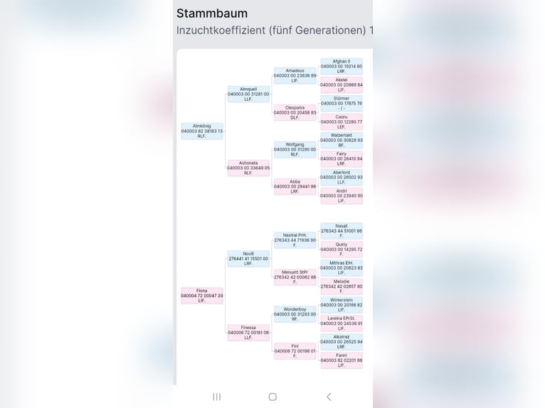 Haflinger Hengst Veulen (04/2025) Vos in Bischofshofen