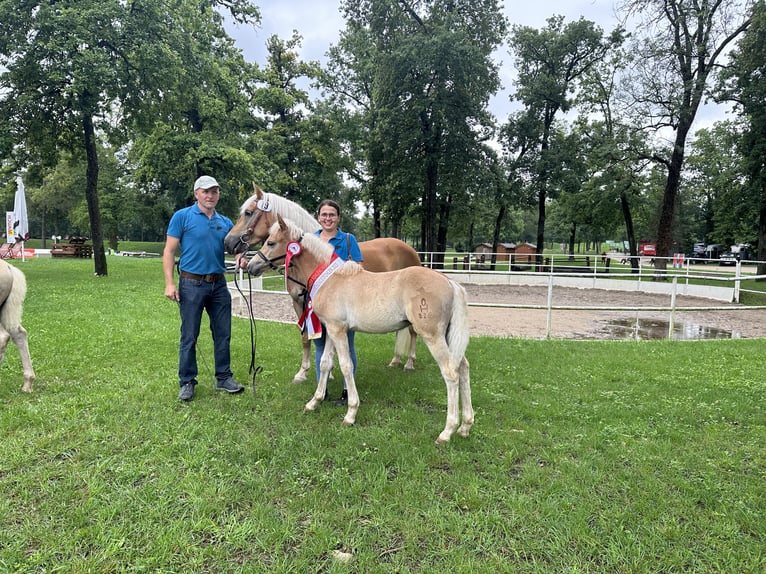 Haflinger Hengst veulen (05/2023) Vos in Sankt Agatha