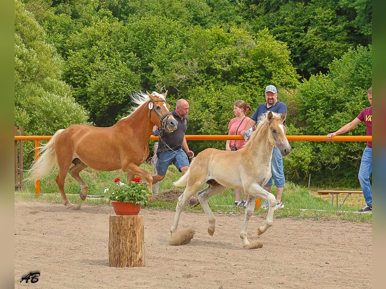 Haflinger Hengst Veulen (04/2025) Vos in Meckenbach
