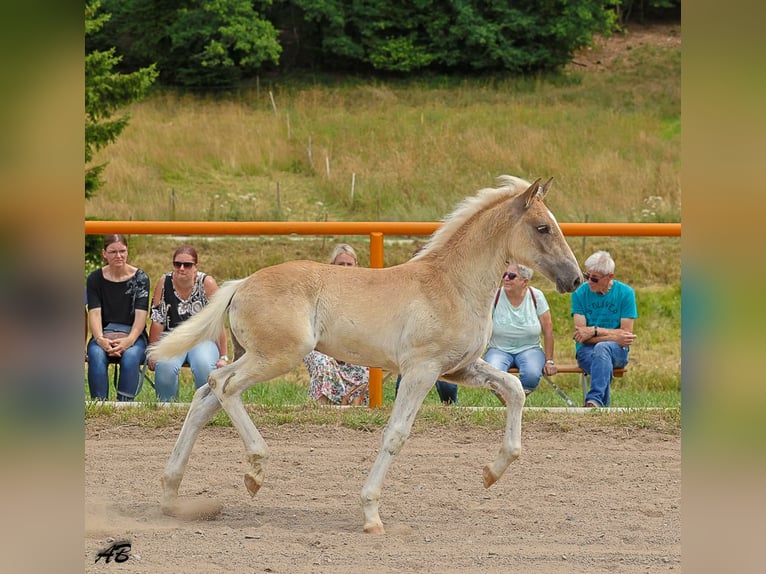 Haflinger Hengst Veulen (04/2025) Vos in Meckenbach