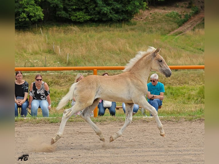 Haflinger Hengst Veulen (04/2025) Vos in Meckenbach