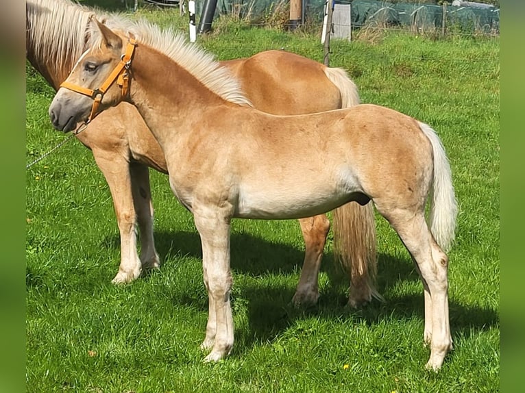 Haflinger Hengst Veulen (04/2025) Vos in Meckenbach