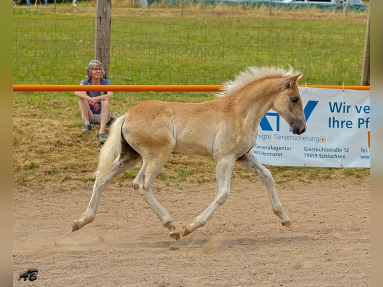 Haflinger Hengst Veulen (04/2025) Vos in Meckenbach