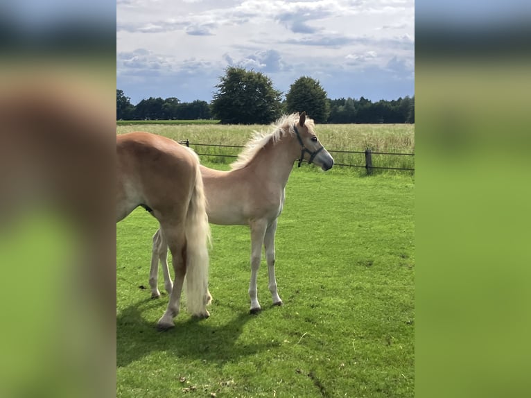 Haflinger Hengst Veulen (04/2025) Vos in Haaksbergen