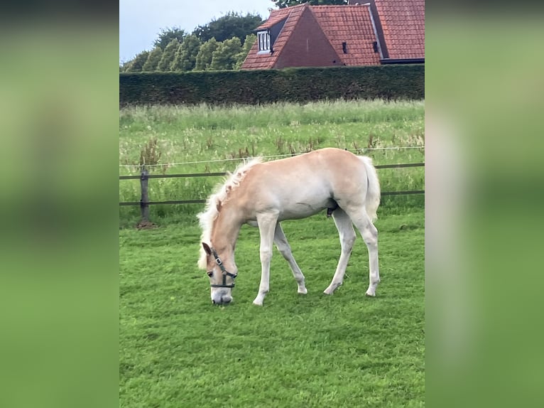 Haflinger Hengst Veulen (04/2025) Vos in Haaksbergen