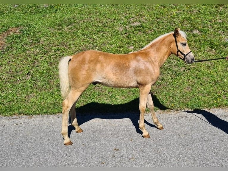 Haflinger Hengst Veulen (04/2026) Vos in Oetz