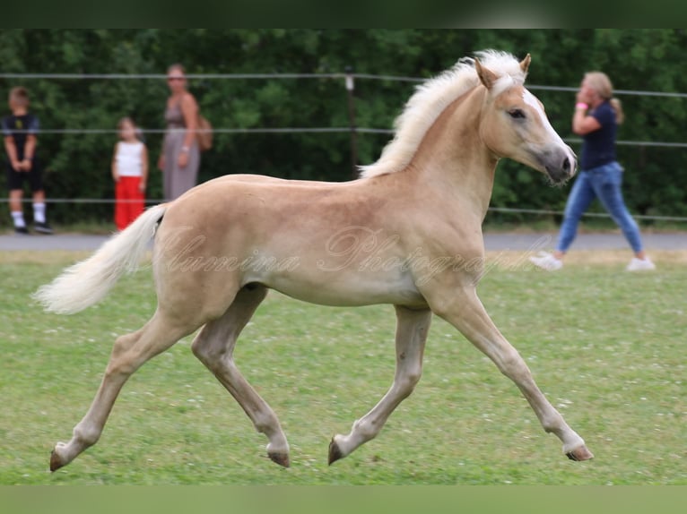 Haflinger Hengst Veulen (05/2025) Vos in H&#xF6;chstadt an der Aisch