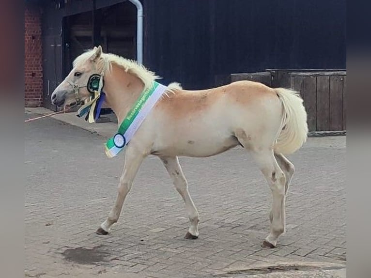 Haflinger Hengst Veulen (02/2025) Vos in Reken