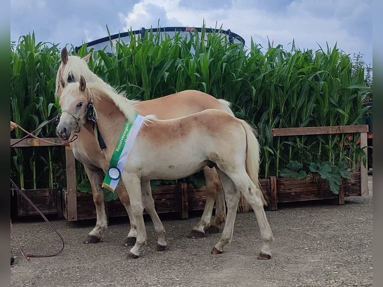 Haflinger Hengst Veulen (02/2025) Vos in Reken