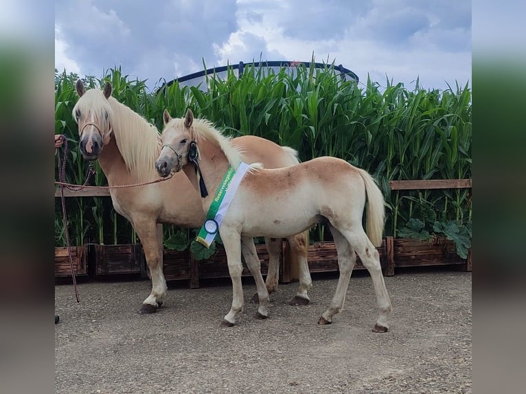 Haflinger Hengst Veulen (02/2025) Vos in Reken