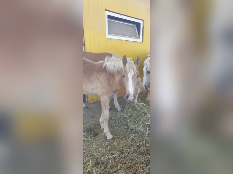 Haflinger Hengst  Vos in Wallern im Burgenland