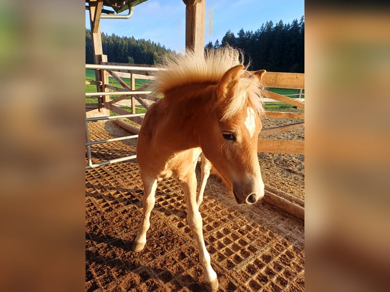 Haflinger Hengst Veulen (05/2025) Vos in Witzenedt