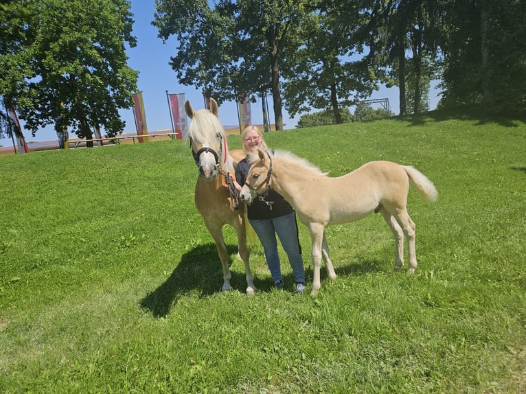Haflinger Hengst Veulen (05/2025) Vos in Witzenedt